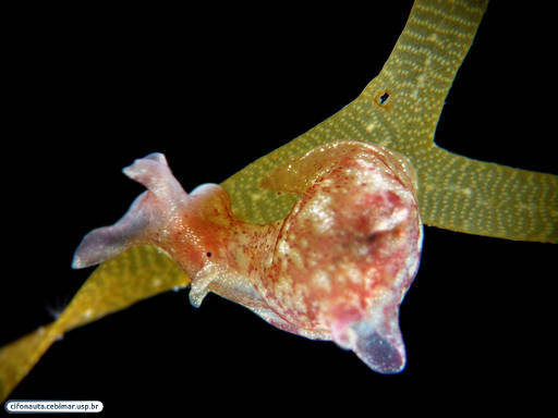 Sea slug on brown alga