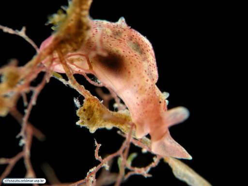 Sea slug associated with a bryozoan