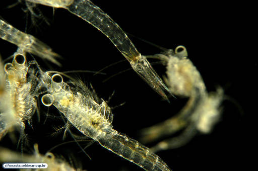 Mysid shrimp