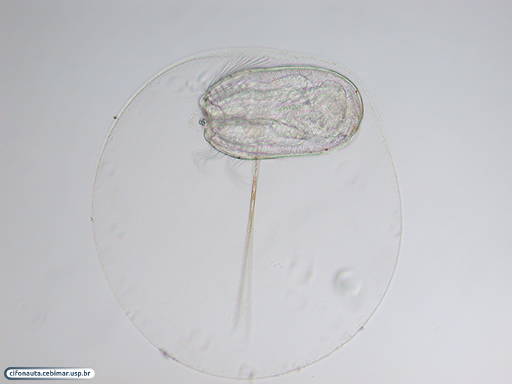 Ctenóforo juvenil dentro da membrana do ovo