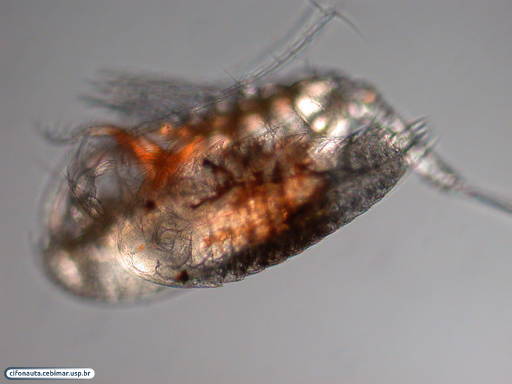 Parasitized copepod
