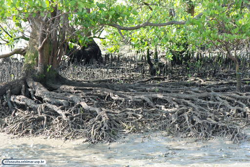 Vegetação de  manguezal