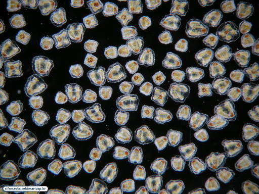 Hidrozoário colonial flutuante - medusas