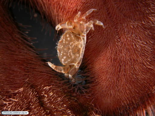 Caranguejo associado a uma bolacha-do-mar