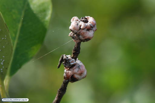Scale insects associated with the white mangrove