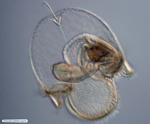 Pilidium larva