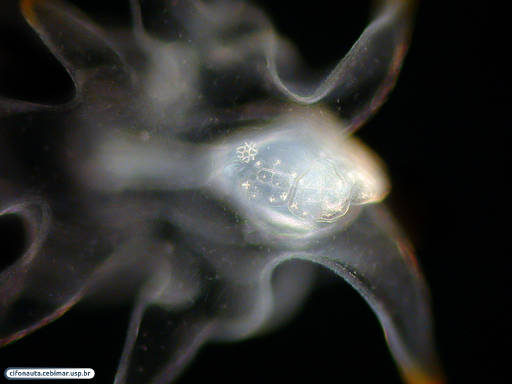 Larva de estrela-do-mar (bipinária)