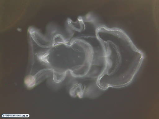 Larva de pepino-do-mar (auriculária)