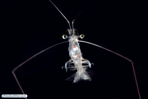 Sergestid shrimp