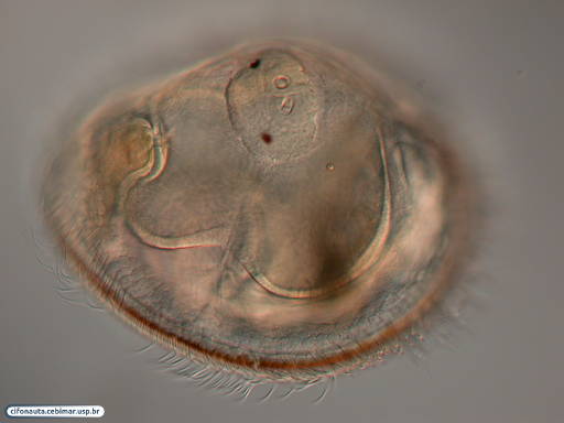 Larva cifonauta