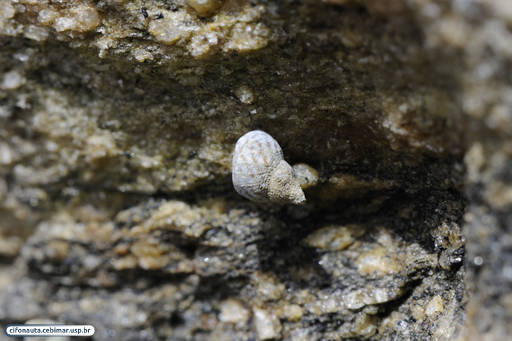 Littorinid snail