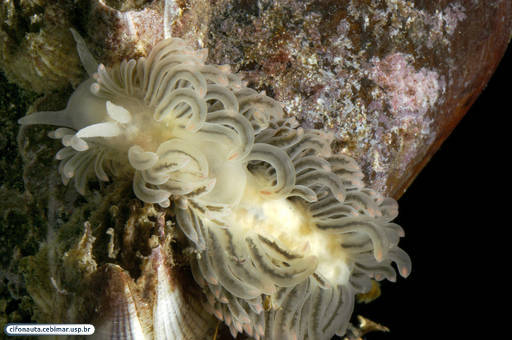 Nudibranch (sea slug)
