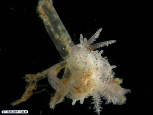 Nudibranch (sea slug) associated with a bryozoan
