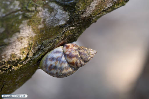 Snail on white mangrove roots