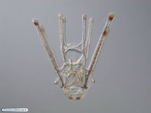 Larva pluteus