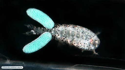 Symbiotic copepod associated with a planktonic invertebrate