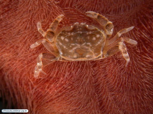 Crab associated with a sand dollar