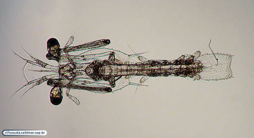 Larva de tamburutaca