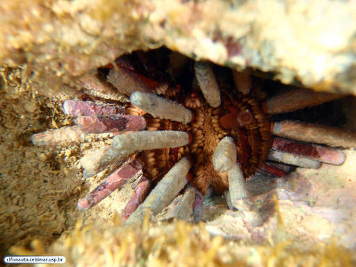 Pencil sea urchin
