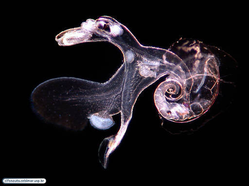 Heterópode - molusco gastrópode pelágico