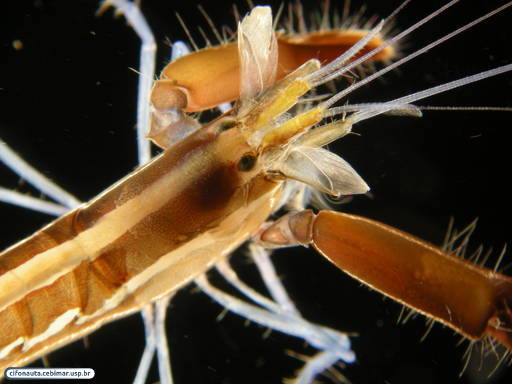 Pistol shrimp or alpheid shrimp