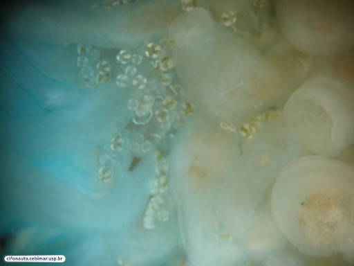 Hidrozoário colonial flutuante, vista oral - detalhe dos gastro-gonozoóides (cor branca) e brotos de medusas