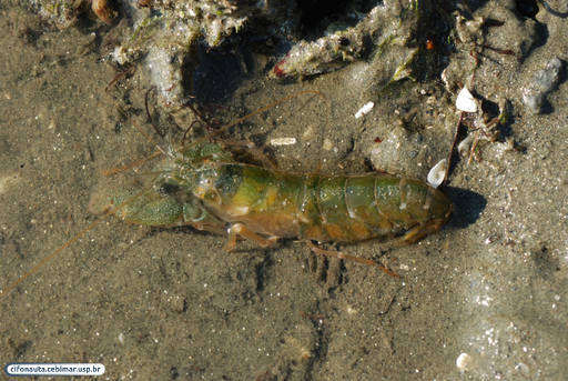 Pistol shrimp or alpheid shrimp
