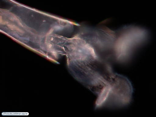 Pteropod mollusk 