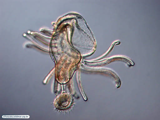 Actinotroch larva