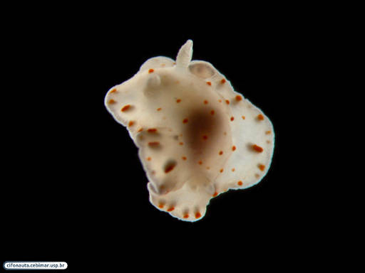 Nudibranch (sea slug) associated with bryozoans