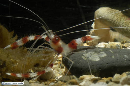 Harlequin Shrimp or clown Shrimp