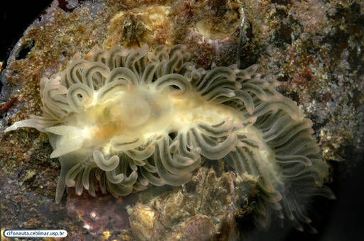 Nudibranch (sea slug)