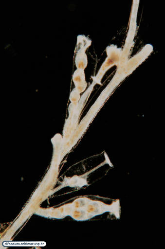 Gonangium with medusa buds