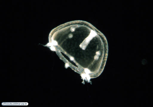 Newly released medusa