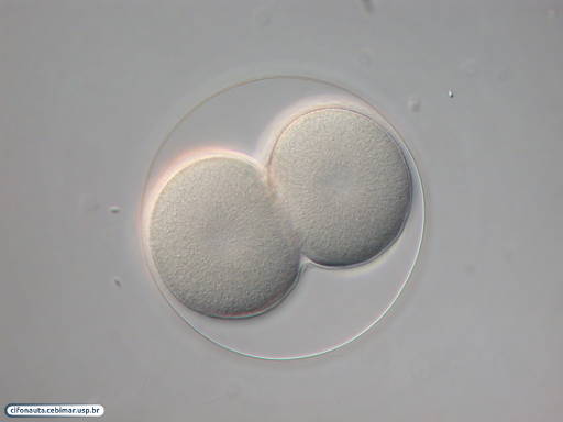 Embrião com quatro células