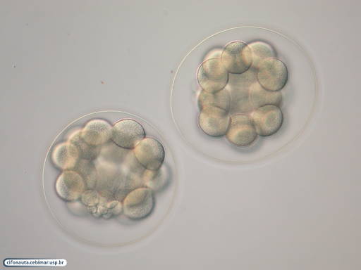 Embriões de bolacha-do-mar com 32 células