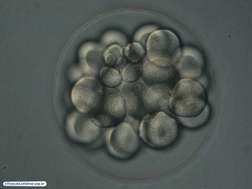 Embrião de bolacha-do-mar com 32 células