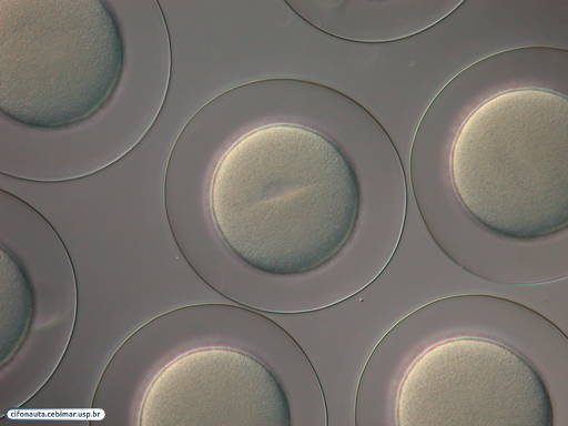 Embriões de bolacha-do-mar com 1 célula
