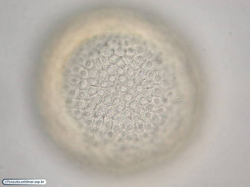 Células ectodérmicas durante formação da blástula na bolacha-do-mar