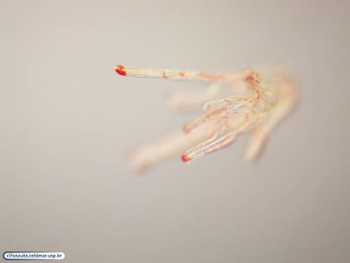Larva plúteos de bolacha-do-mar com braço extra