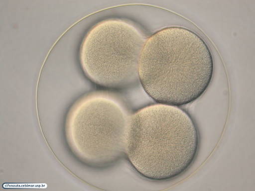 Embryo with 4 cells