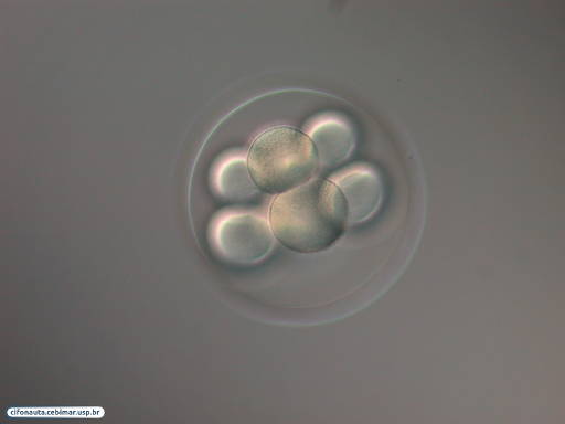 Embriões de bolacha-do-mar com 8 células