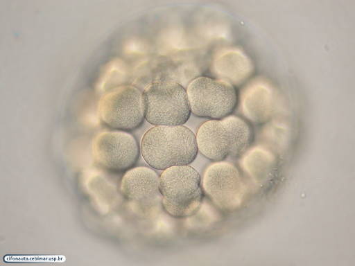 Embrião de bolacha-do-mar durante divisão celular