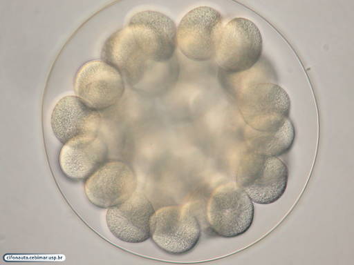 Embrião de bolacha-do-mar com 56 células