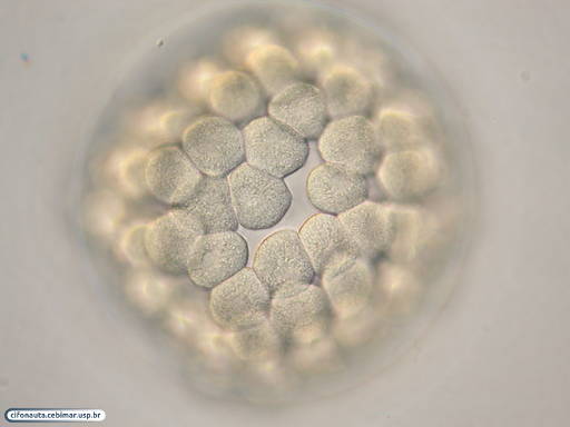 Células de bolacha-do-mar ectodérmicas durante formação da blástula