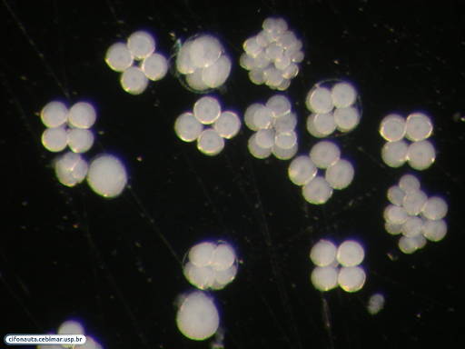 Embriões de bolacha-do-mar durante primeiras clivagens