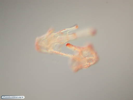 Larva plúteos de bolacha-do-mar unidas por braço