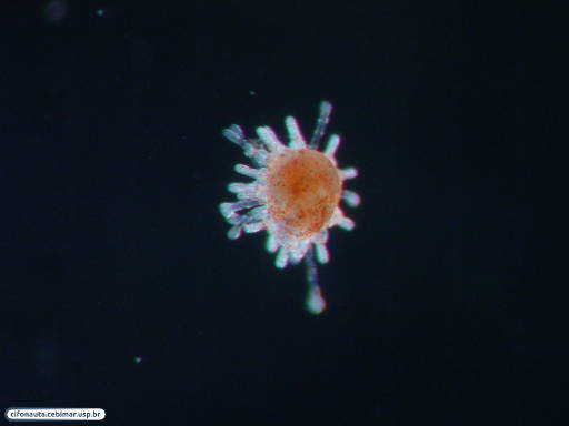 Bolacha-do-mar juvenil após metamorfose
