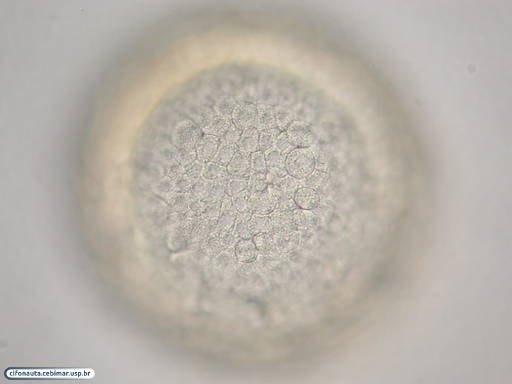 Células ectodérmicas durante formação da blástula na bolacha-do-mar