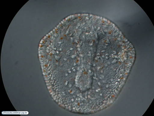 Larva prisma de bolacha-do-mar